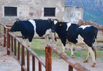 Proizvođači nezadovoljni otkupnom cijenom mlijeka Proizvođači nezadovoljni otkupnom cijenom mlijeka