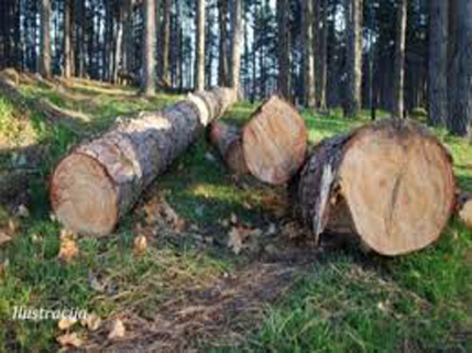 Prihodi od gazdovanja šumama oko sedam miliona eura Prihodi od gazdovanja šumama oko sedam miliona eura