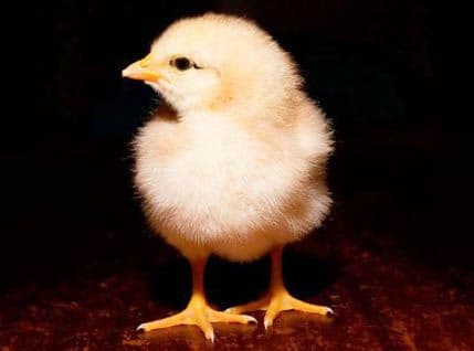 Nije vic: Patak postao otac pileta! Nije vic: Patak postao otac pileta!