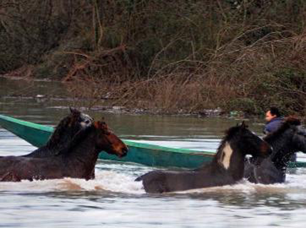 Konji na Skadarskom jezeru nijesu u opasnosti Konji na Skadarskom jezeru nijesu u opasnosti