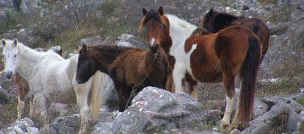 Poplava ponovo ugrozila divlje konje kod Žabljaka Crnojevića Poplava ponovo ugrozila divlje konje kod Žabljaka Crnojevića