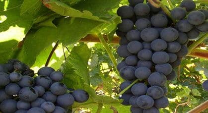 Evropa Hrvatskoj zabranila korišćenje izraza “Prošek” Evropa Hrvatskoj zabranila korišćenje izraza “Prošek”