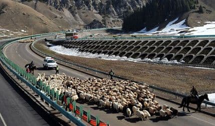 Neobično putovanje: Seoba 230.000 koza i ovaca auto-putem Neobično putovanje: Seoba 230.000 koza i ovaca auto-putem