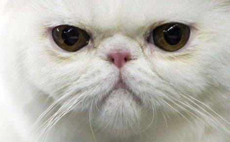 Festival mačaka sa interneta: Pogledajte najsmješnije snimke(VIDEO) Festival mačaka sa interneta: Pogledajte najsmješnije snimke(VIDEO)