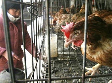 Kina: Nova vrsta ptičijeg gripa odnijela dva života Kina: Nova vrsta ptičijeg gripa odnijela dva života