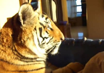 Tigar Enco je pravi kućni ljubimac Tigar Enco je pravi kućni ljubimac