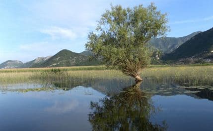 Raste nivo vode na Rijeci Crnojevića i Skadarskom jezeru Raste nivo vode na Rijeci Crnojevića i Skadarskom jezeru