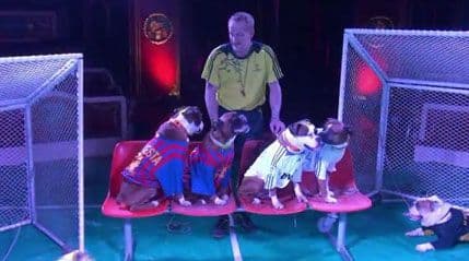 VIDEO: ''El Klasiko'' u psećoj izvedbi! VIDEO: ''El Klasiko'' u psećoj izvedbi!