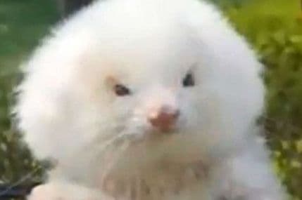 Mislio da kupuje pudlicu, a podmetnuli mu lasicu na steroidima! Mislio da kupuje pudlicu, a podmetnuli mu lasicu na steroidima!