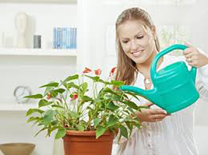 Biljke za čist vazduh u stanu Biljke za čist vazduh u stanu