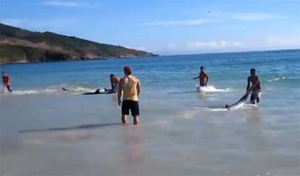 VIDEO: Nevjerovatno spašavanje nasukanih delfina! VIDEO: Nevjerovatno spašavanje nasukanih delfina!