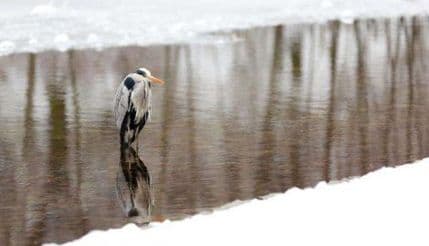 Zbog kasnog proljeća na hiljade ptica blokirano u Bjelorusiji Zbog kasnog proljeća na hiljade ptica blokirano u Bjelorusiji