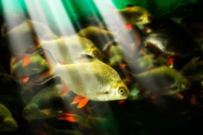 Spavaju li ribe? Spavaju li ribe?