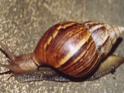 Florida: Borba protiv najezde afričkih puževa Florida: Borba protiv najezde afričkih puževa