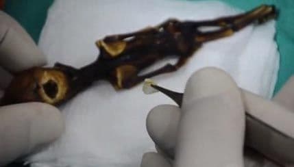 Vanzemaljac iz čileanske pustinje? Vanzemaljac iz čileanske pustinje?