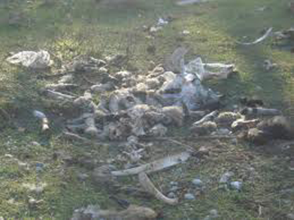 Danas akcija čišćenja Ćemovskog polja Danas akcija čišćenja Ćemovskog polja