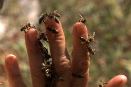 Dvije nagrade za Perovićev „Život je“ na festivalu u Sloveniji Dvije nagrade za Perovićev „Život je“ na festivalu u Sloveniji