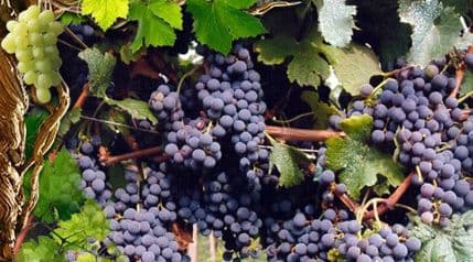 Subvencije za kaleme vinove loze Subvencije za kaleme vinove loze