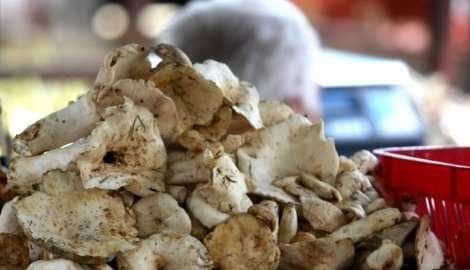 Sušene pečurke veliki izvor D vitamina Sušene pečurke veliki izvor D vitamina