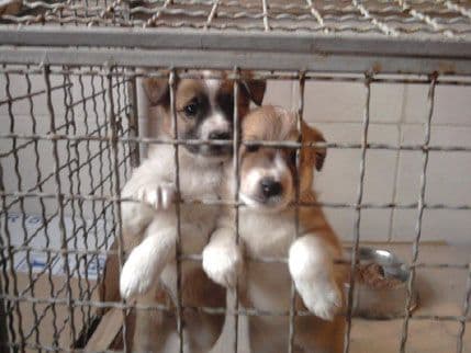 Akcija prikupljanja hrane za pse iz podgoričkog azila Akcija prikupljanja hrane za pse iz podgoričkog azila