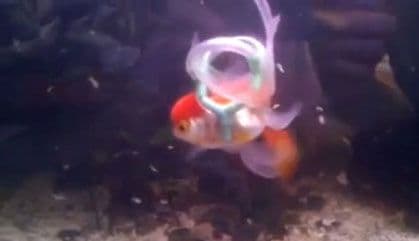 Oboljela zlatna ribica proplivala uz pomoć pojasa  Oboljela zlatna ribica proplivala uz pomoć pojasa