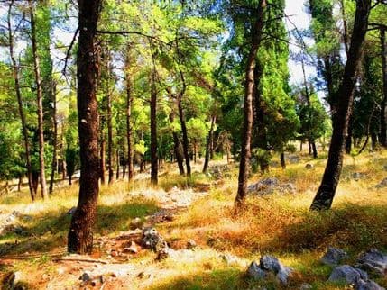 Glavni grad: Pripremite neophodno i smanjite rizik u sezoni požara Glavni grad: Pripremite neophodno i smanjite rizik u sezoni požara