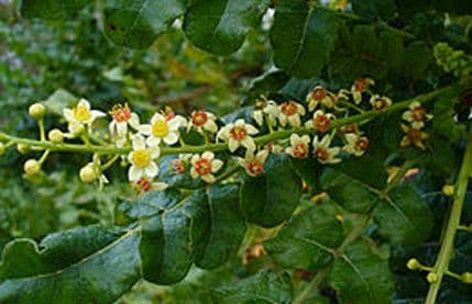 Bosvelija liječi artritis Bosvelija liječi artritis