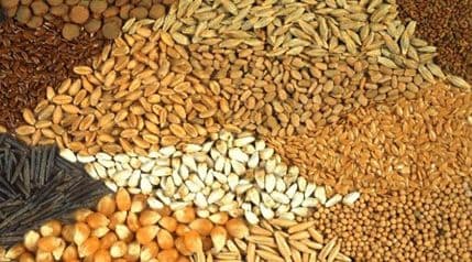 EU će kažnjavati korištenje starih i autohtonih sorti? EU će kažnjavati korištenje starih i autohtonih sorti?