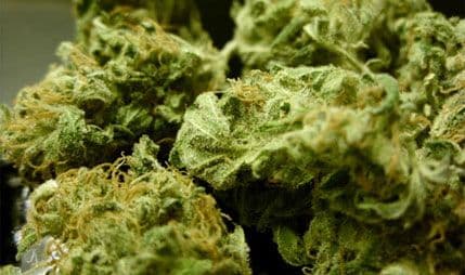 Zaplijenili oko deset kilograma skanka Zaplijenili oko deset kilograma skanka