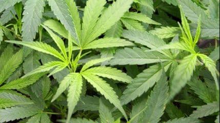 Uskoro legalizacija marihuane i u "rekreativne svrhe" Uskoro legalizacija marihuane i u "rekreativne svrhe"