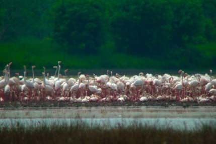 Uskoro prvi ptići flamingosa na Ulcinjskoj solani Uskoro prvi ptići flamingosa na Ulcinjskoj solani
