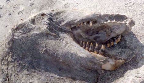 Misteriozno morsko čudovište pronađeno na plaži Novog Zelanda (VIDEO) Misteriozno morsko čudovište pronađeno na plaži Novog Zelanda (VIDEO)