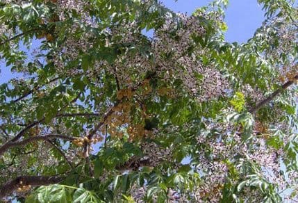 Saznajte nešto o meliji, čiji cvijet opija podgoričkim Bulevarom Saznajte nešto o meliji, čiji cvijet opija podgoričkim Bulevarom