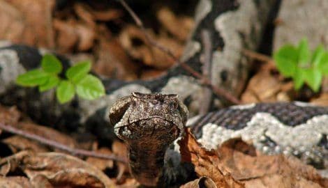 BiH: Najezda zmija zbog klimatskih promjena BiH: Najezda zmija zbog klimatskih promjena