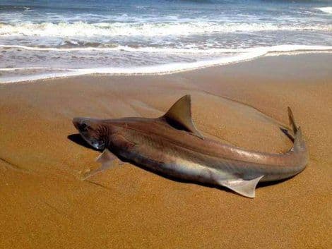 FOTO: Ajkula se nasukala na plažu, prolaznici je uhvatili za rep i vratili nazad FOTO: Ajkula se nasukala na plažu, prolaznici je uhvatili za rep i vratili nazad