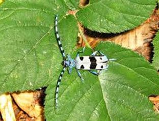NAUČNICI: Zbog promjene klime ugrožena trećina životinja i polovina biljaka NAUČNICI: Zbog promjene klime ugrožena trećina životinja i polovina biljaka