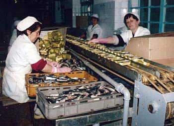 SSCG: Mora opstati fabrika ribe SSCG: Mora opstati fabrika ribe