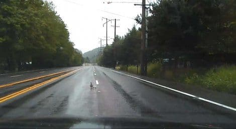 Pogledajte: Patka sa pačićima prekinula policijsku potjeru Pogledajte: Patka sa pačićima prekinula policijsku potjeru