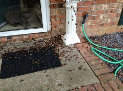 Pogledajte: Najezda 30 milijardi „magičnih“ cvrčaka na Ameriku Pogledajte: Najezda 30 milijardi „magičnih“ cvrčaka na Ameriku