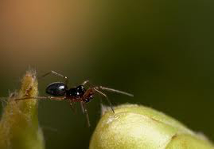 Otkrivena dva nova minijaturna pauka Otkrivena dva nova minijaturna pauka