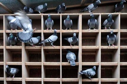 Koliko košta najbrži golub na svijetu? Koliko košta najbrži golub na svijetu?