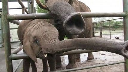 VIDEO: Slonica Neli kaže - Bajern! VIDEO: Slonica Neli kaže - Bajern!