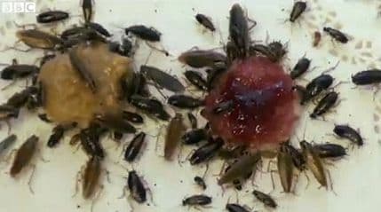 Bubašvabe evoluirale kako bi izbjegle ljudske zamke Bubašvabe evoluirale kako bi izbjegle ljudske zamke