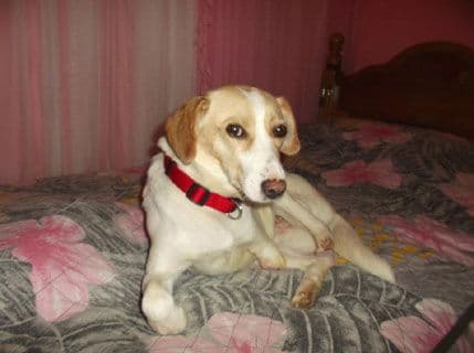 Akcija na Fejsbuku: Belkici potrebne proteze Akcija na Fejsbuku: Belkici potrebne proteze