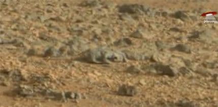 VIDEO: Gušter na Marsu? VIDEO: Gušter na Marsu?