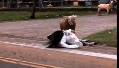 Pogledajte: Koza u Brazilu napada svakog ko joj se nađe na putu (VIDEO) Pogledajte: Koza u Brazilu napada svakog ko joj se nađe na putu (VIDEO)