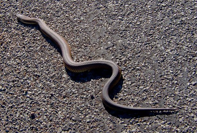Masovna pojava zmija u Beogradu Masovna pojava zmija u Beogradu