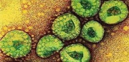 Crna Gora za sada bezbjedna od korona virusa Crna Gora za sada bezbjedna od korona virusa