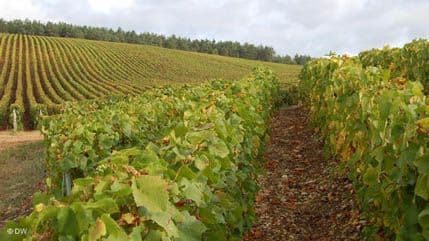 Koliko košta hektar francuskog vinograda? Koliko košta hektar francuskog vinograda?
