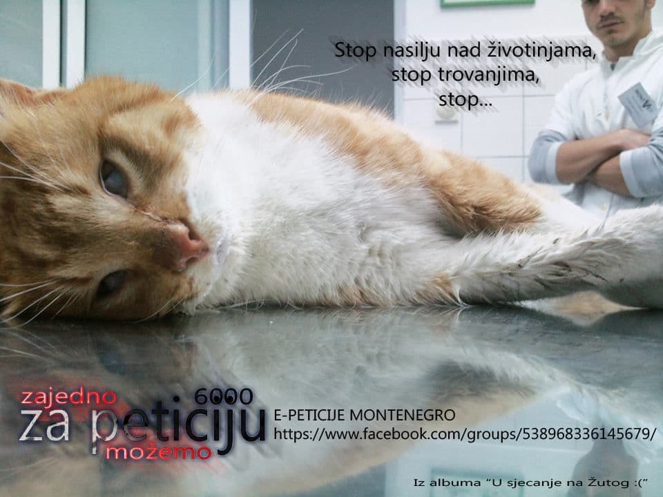 CEKOVIĆ: Hitno formirati policiju za životinje i azil za napuštene mačke CEKOVIĆ: Hitno formirati policiju za životinje i azil za napuštene mačke